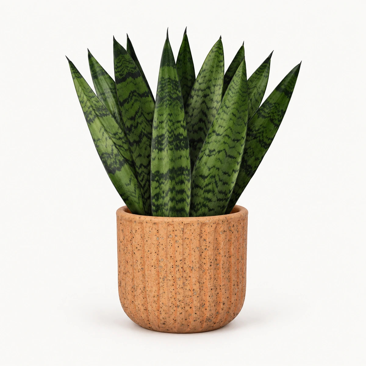 Sansevieria zeylanica 'fan' 12cm + Dante l. brown 14cm