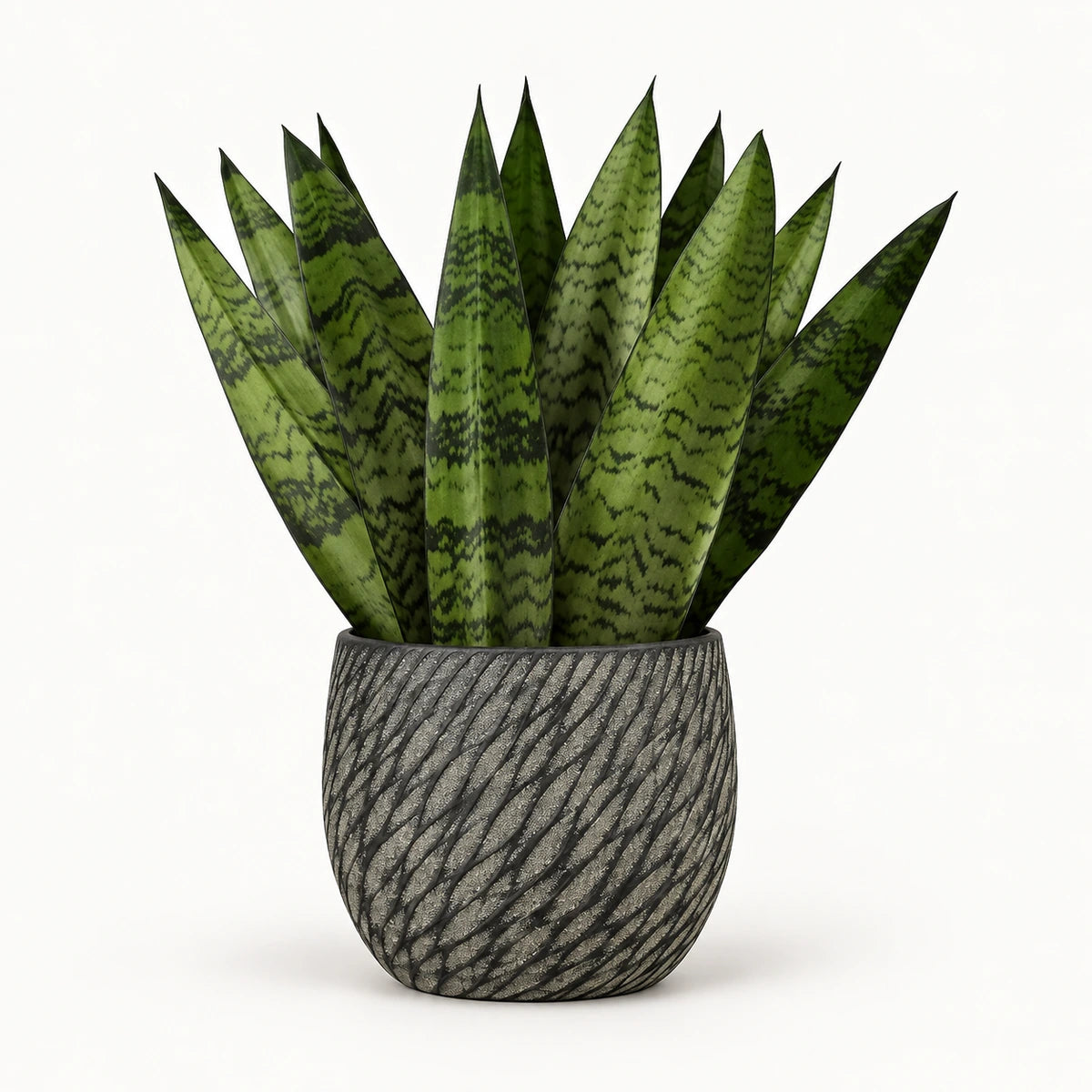 Sansevieria zeylanica 'fan' 12cm + Elio anthracite 12.5cm (1163962)