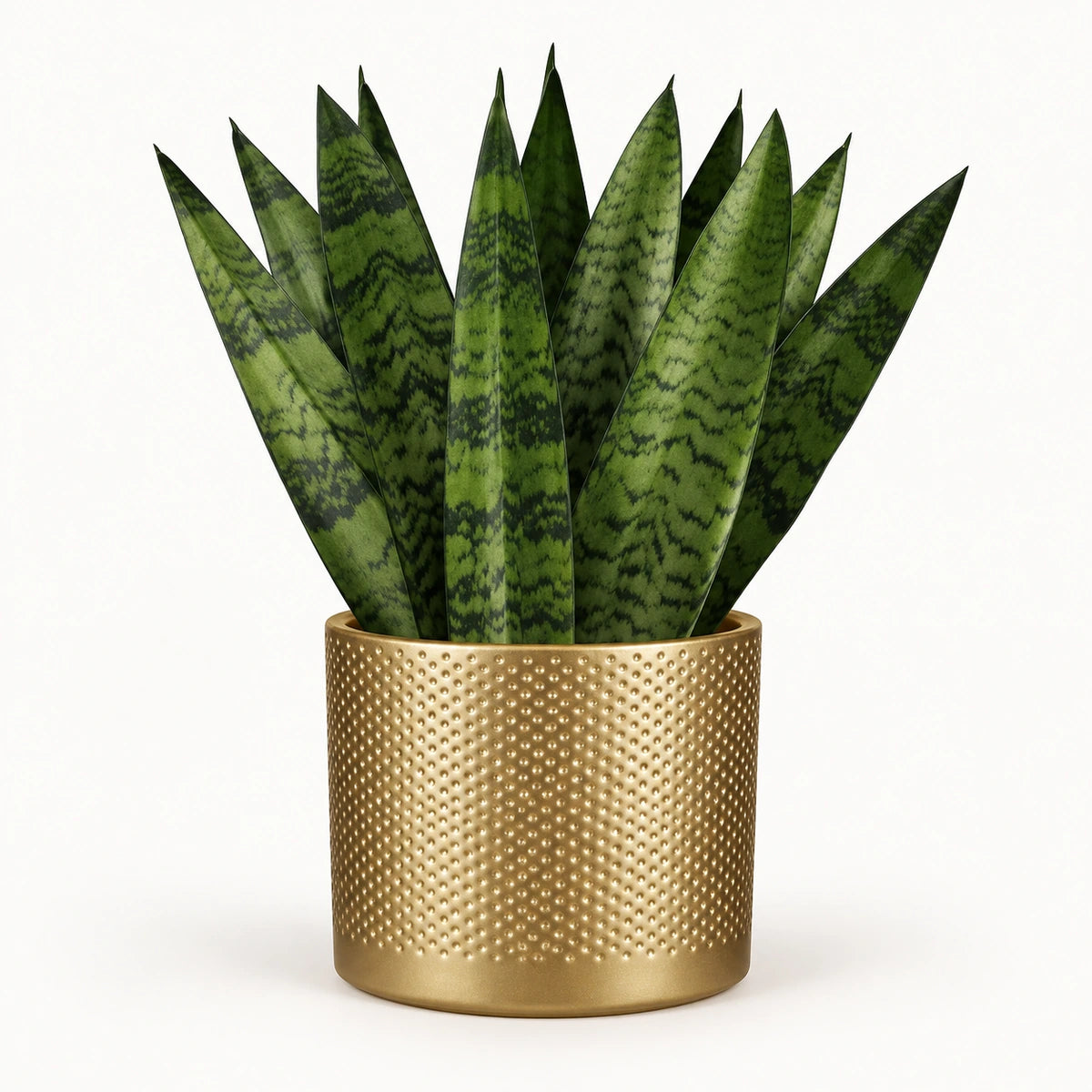 Sansevieria zeylanica 'fan' 12cm + Era gold relief 14cm (1059868)