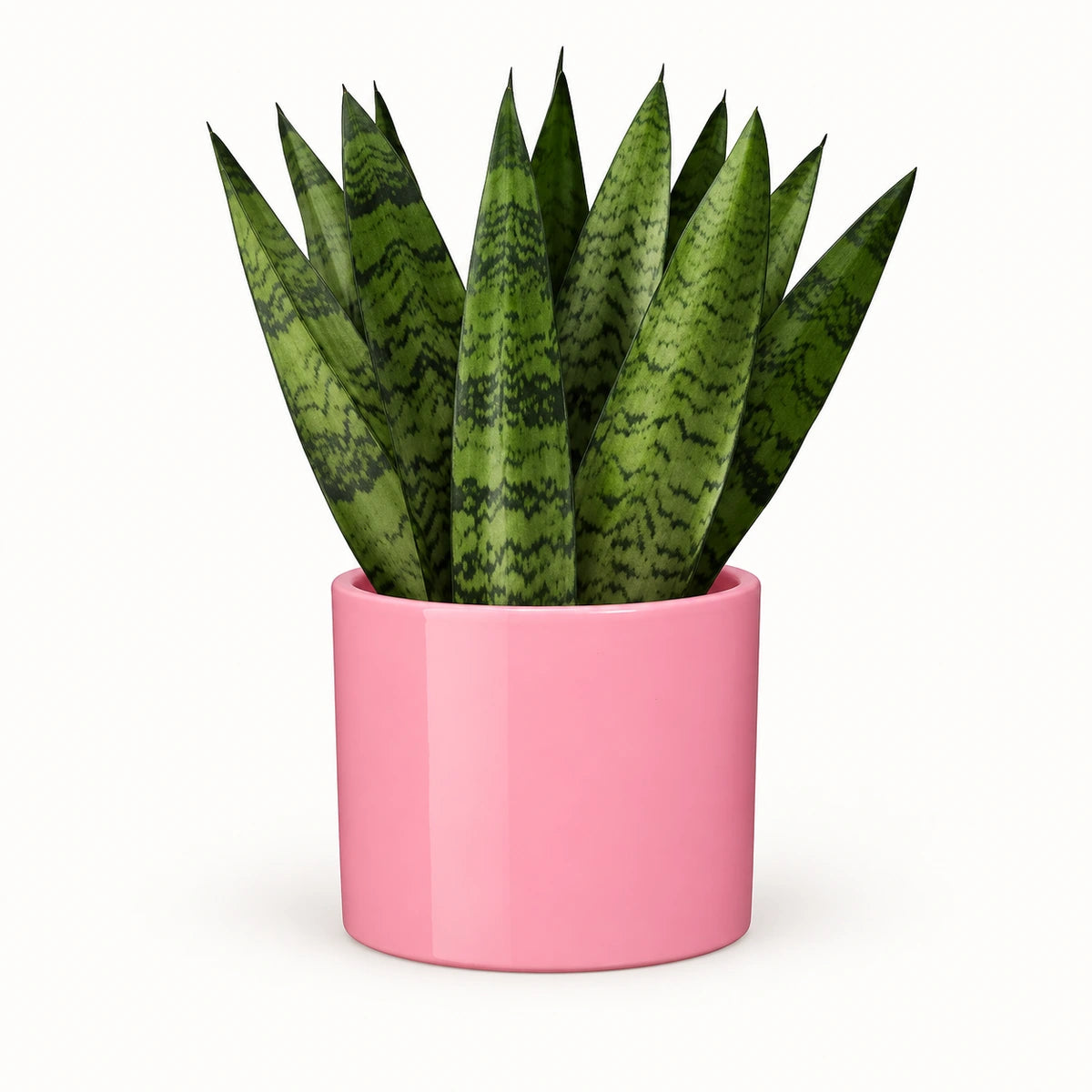 Sansevieria zeylanica 'fan' 12cm + Era pink 12cm (1135539)