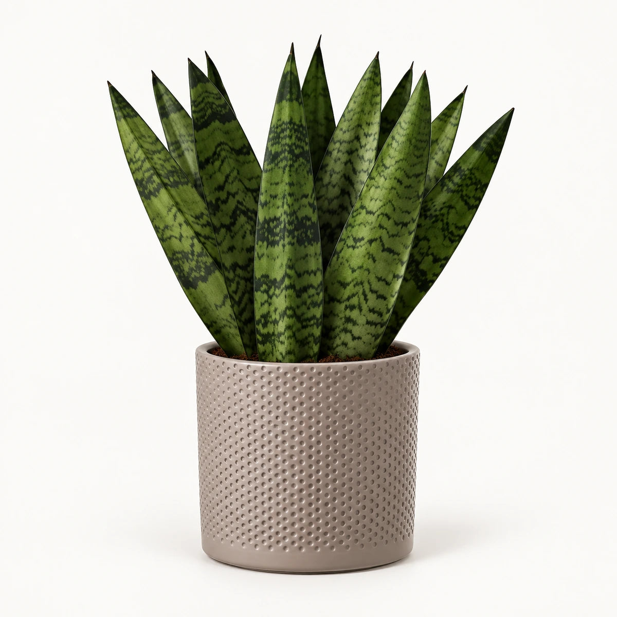 Sansevieria zeylanica 'fan' 12cm + Era taupe relief 14cm (1051628)