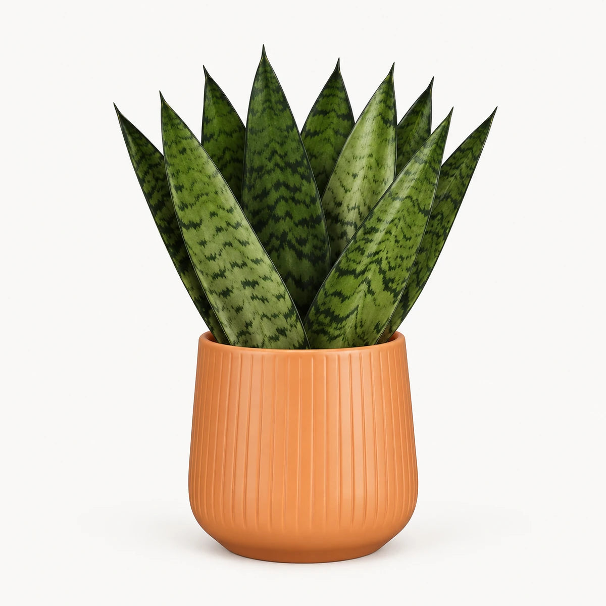 Sansevieria zeylanica 'fan' 9cm + Amber orange vertical 9cm (1133676)