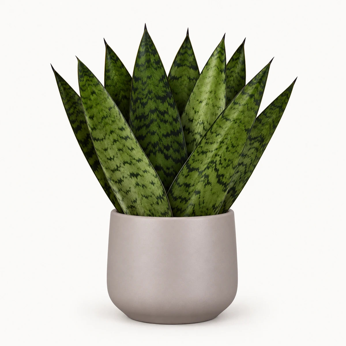 Sansevieria zeylanica 'fan' 9cm + Amber taupe matt 8.5cm (1087664)
