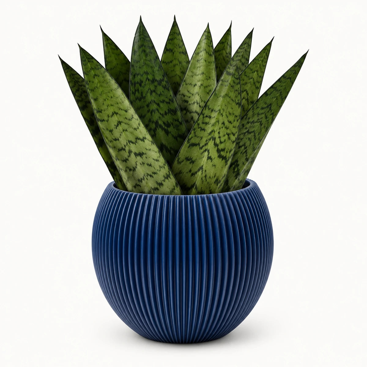 Sansevieria zeylanica 'fan' 9cm + Capi Vase ball groove dark blue 13cm (BGVDB109)