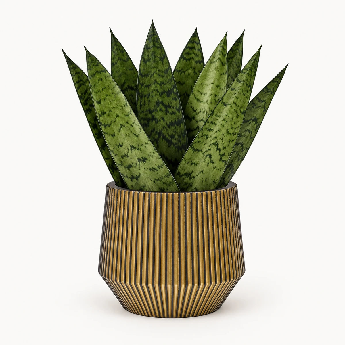 Sansevieria zeylanica 'fan' 9cm + Capi Vase cylinder geo groove black-gold 13cm (BGVGB332)