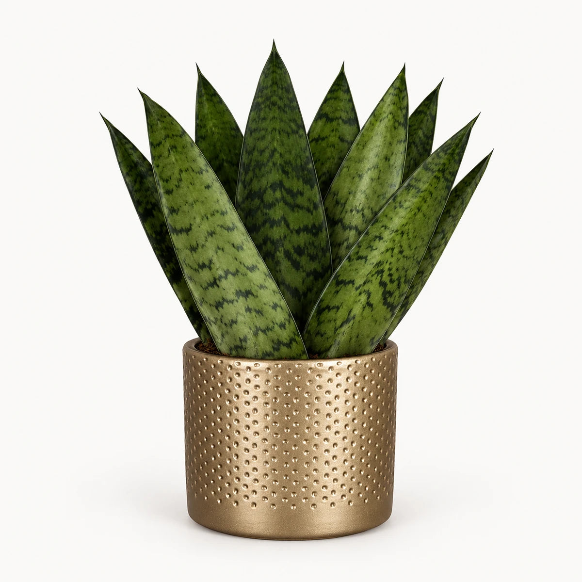 Sansevieria zeylanica 'fan' 9cm + Era gold relief 8.5cm (1096073)