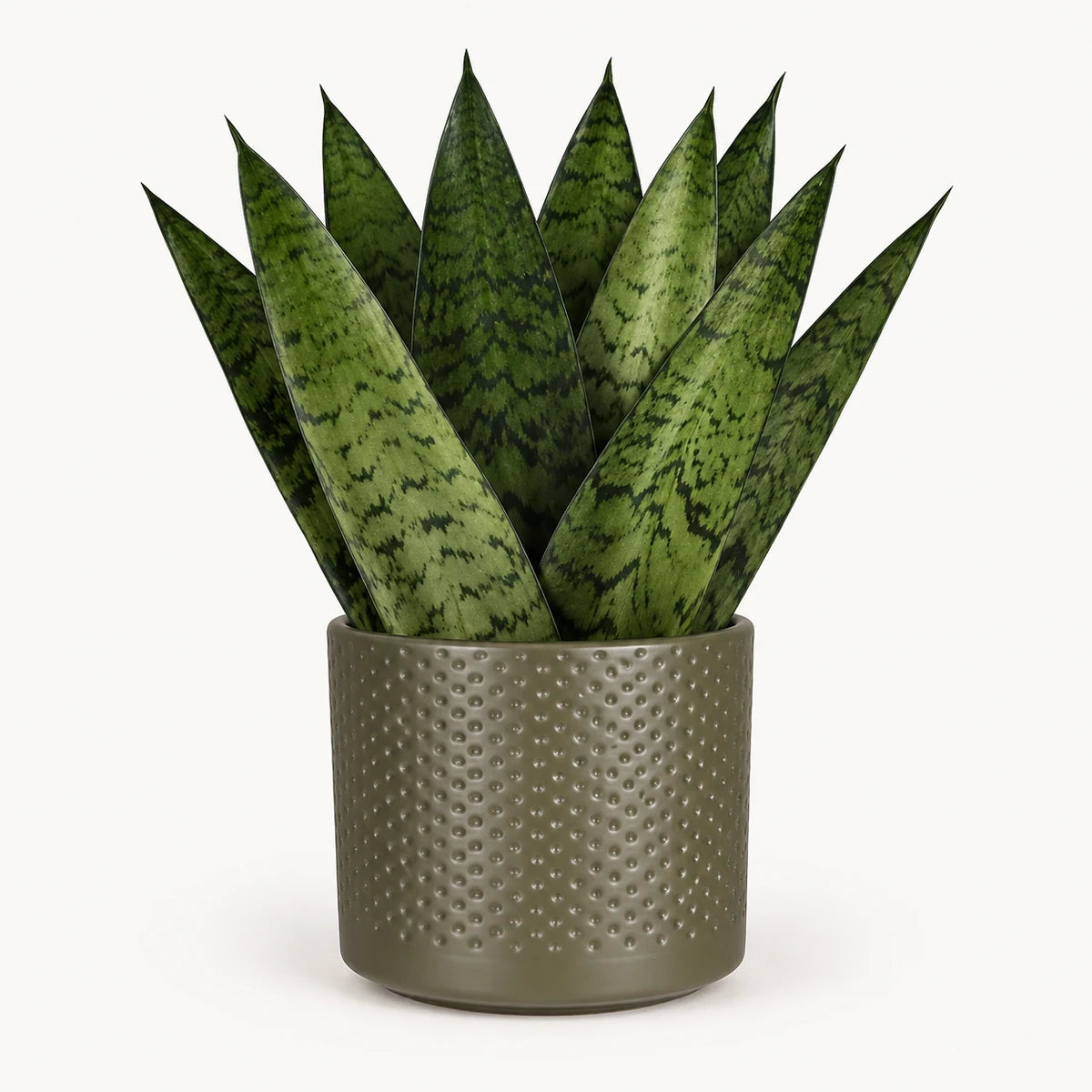 Sansevieria zeylanica 'fan' 9cm + Era green relief 8.5cm (1096064)