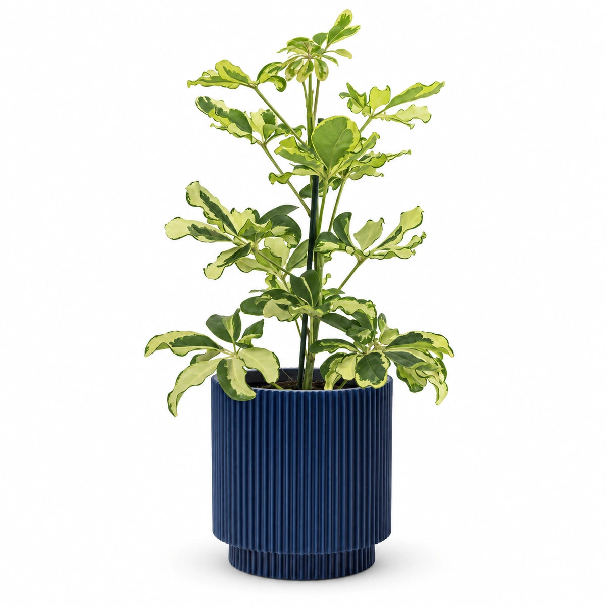 Schefflera 'Charlotte' 13cm + Capi Vase cylinder groove dark blue 15cm (BGVDB313)