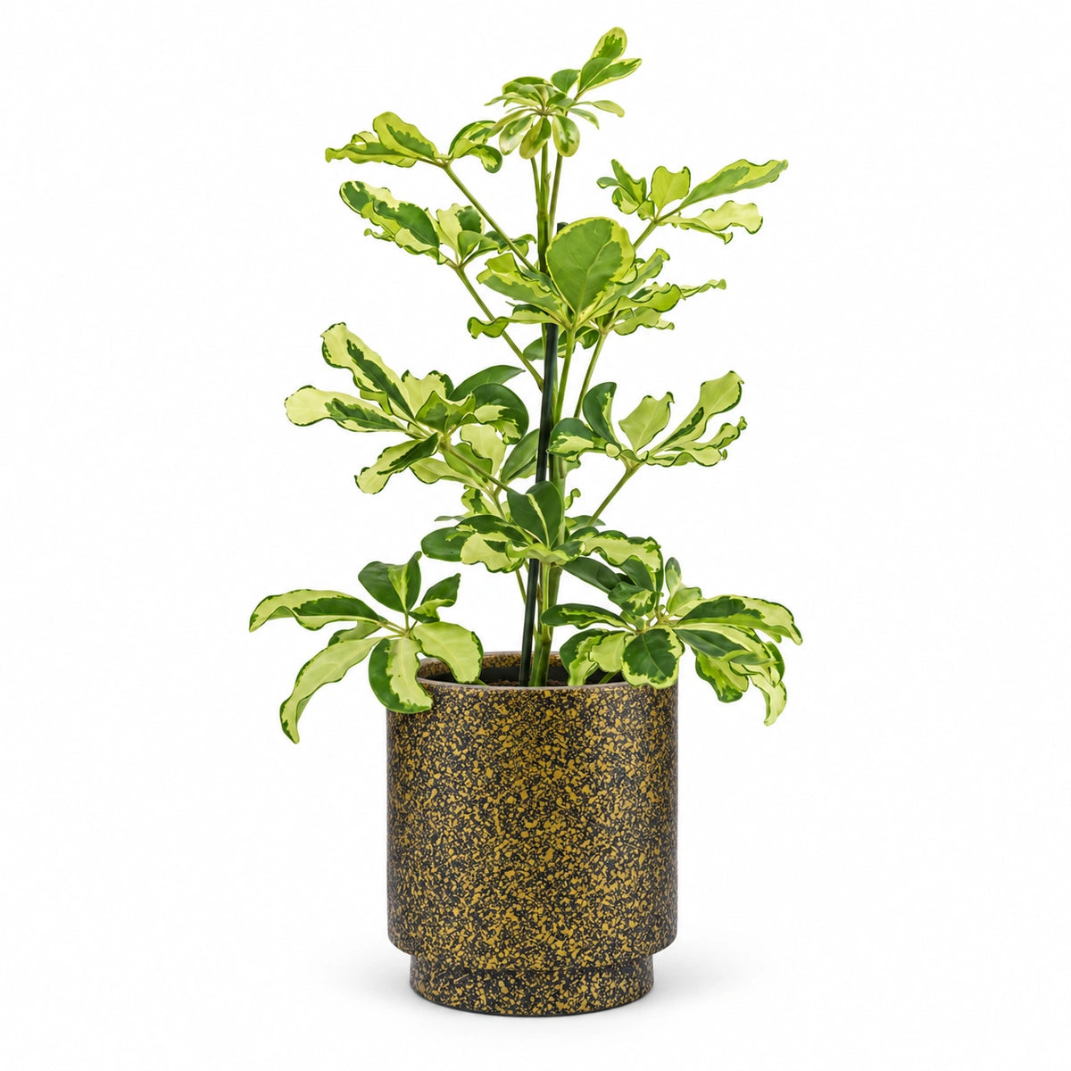Schefflera 'Charlotte' 13cm + Capi Vase cylinder Terrazzo gold 15cm (BTZG313)