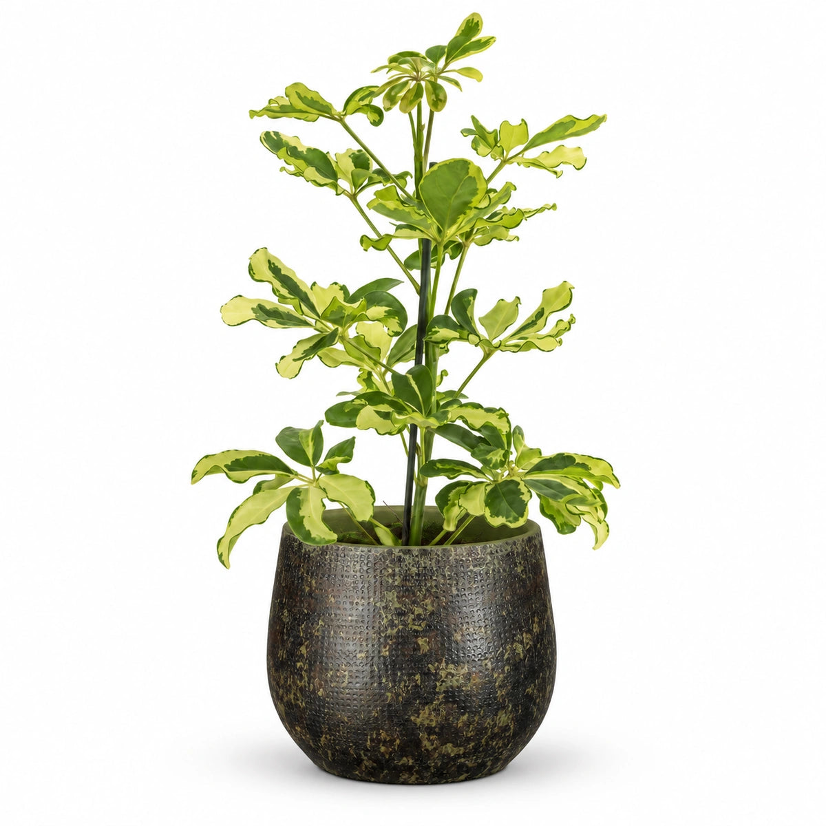 Schefflera 'Charlotte' 13cm + Enrique green 14cm (1157594)