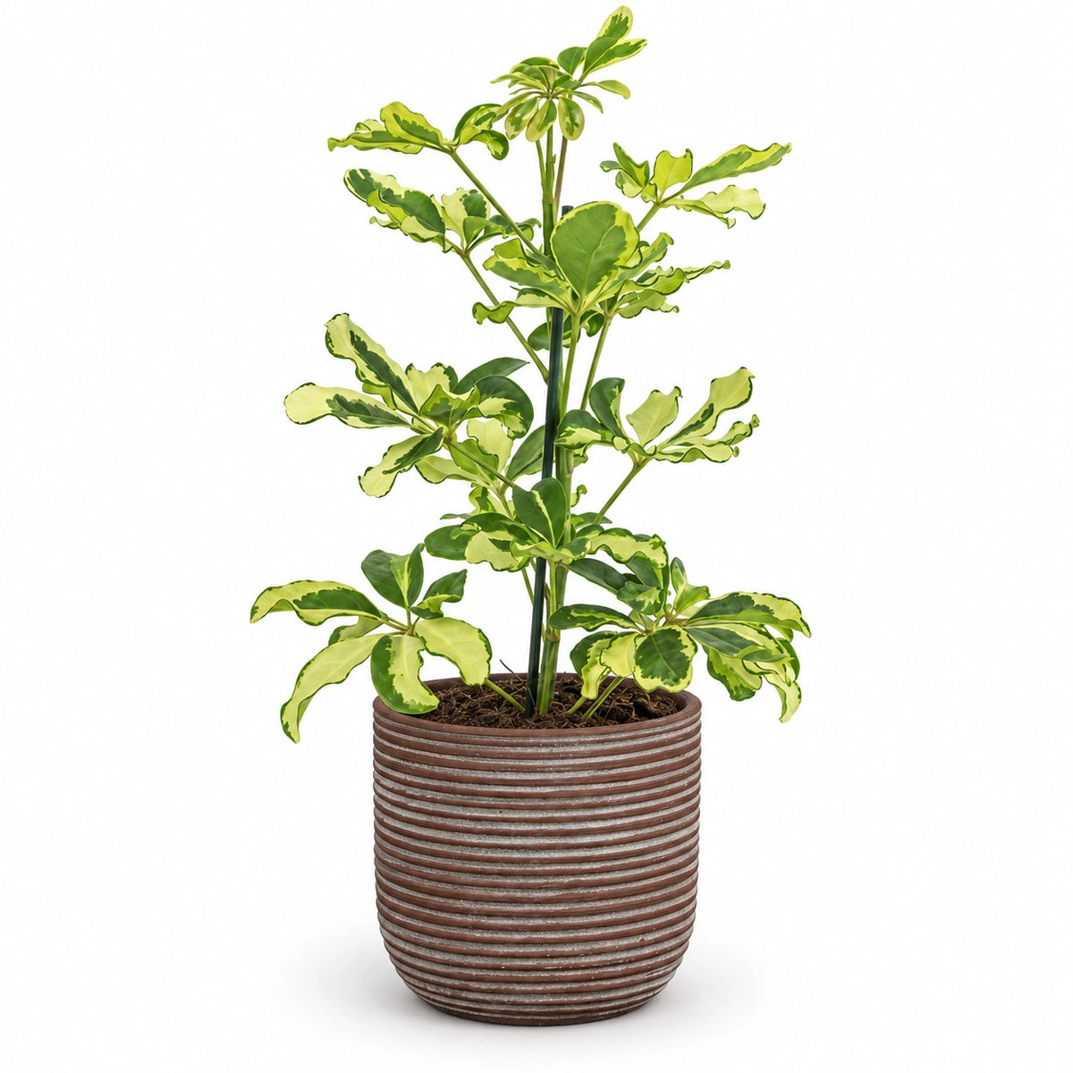 Schefflera 'Charlotte' 13cm + Samuel brown 14cm (1176186)