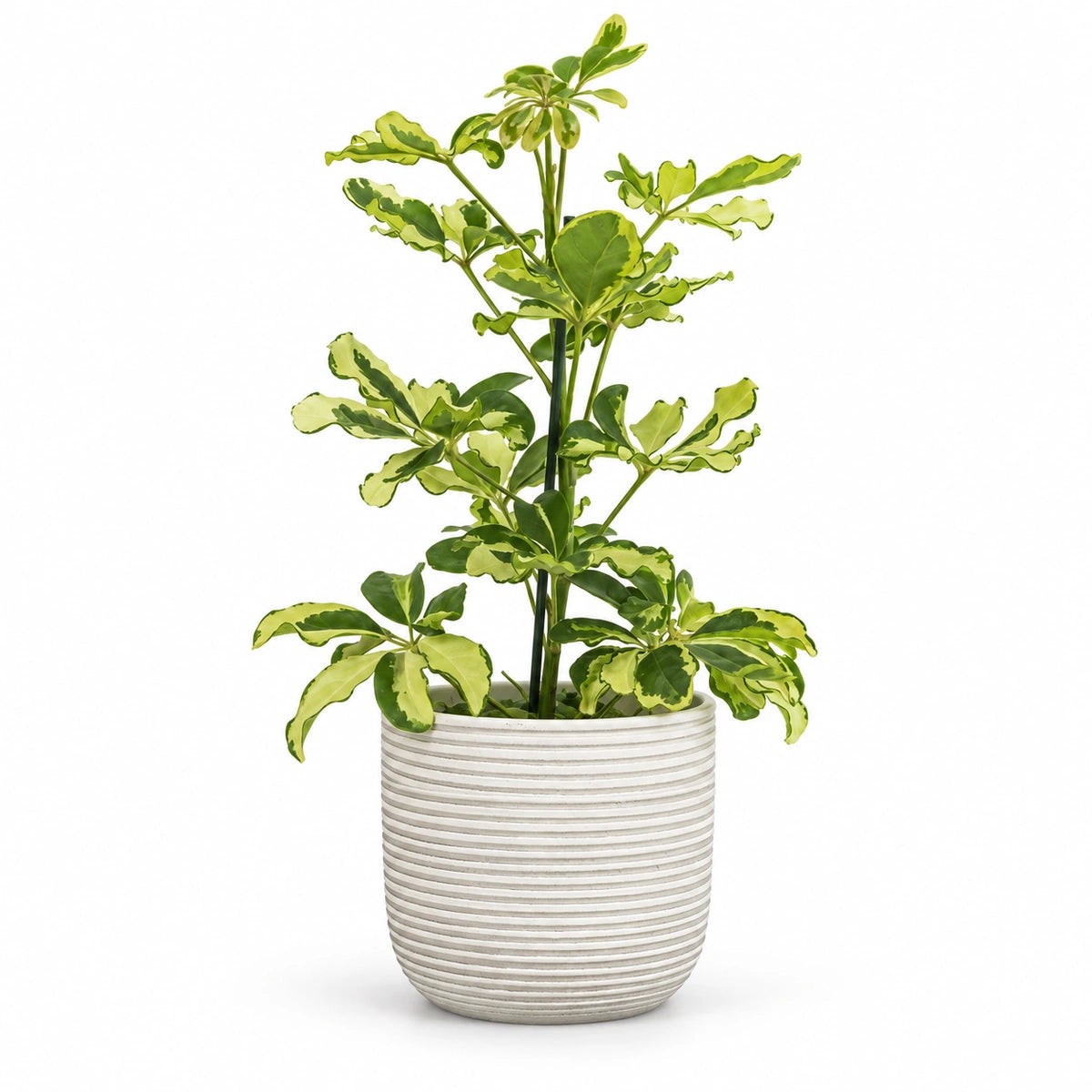 Schefflera 'Charlotte' 13cm + Samuel white 14cm (1176174)