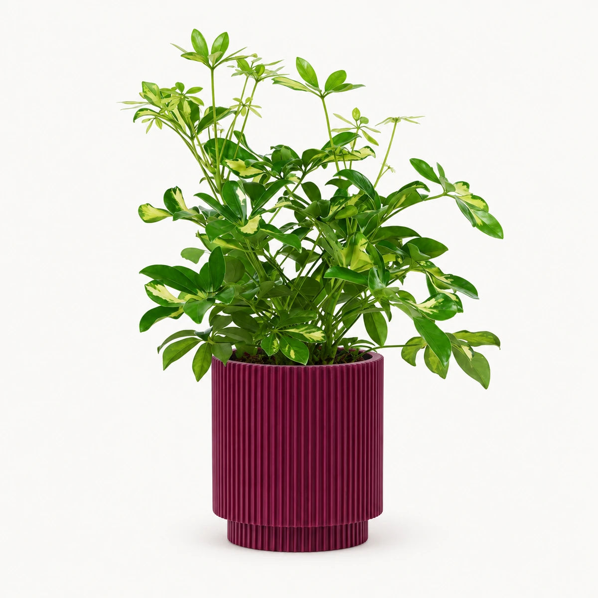 Schefflera 'Gerda' branched 13cm + Capi Vase cylinder groove purple 15cm (BGVP313)