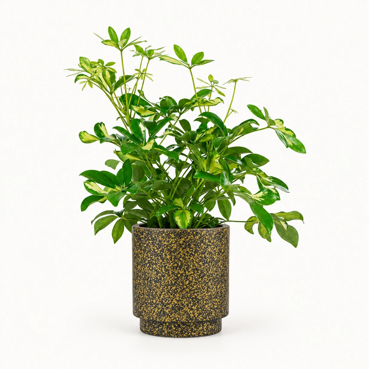Schefflera 'Gerda' branched 13cm + Capi Vase cylinder Terrazzo gold 15cm (BTZG313)