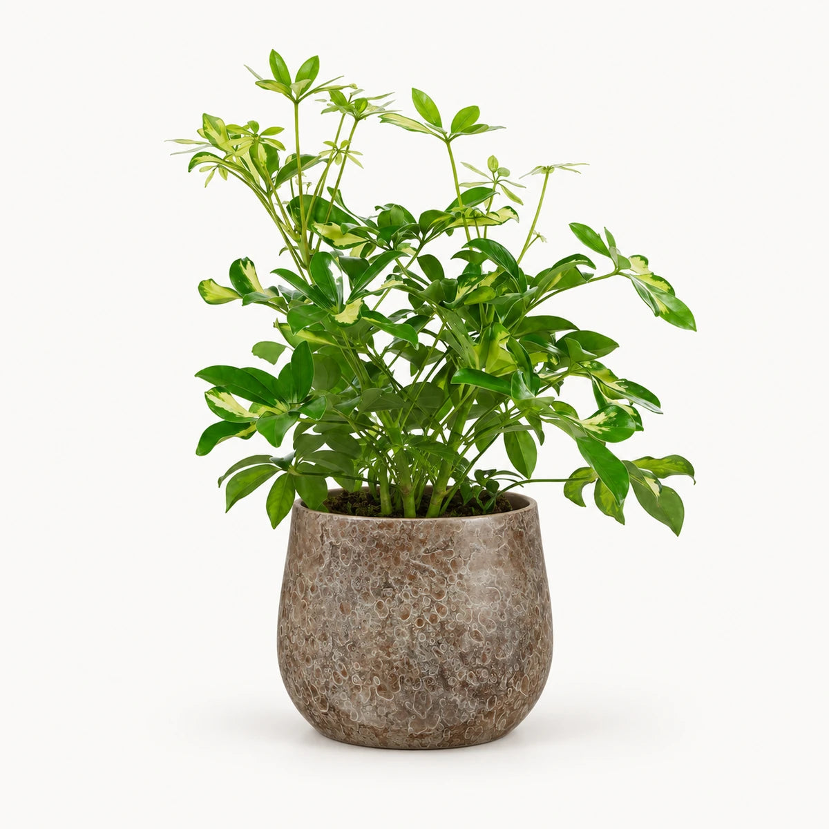 Schefflera 'Gerda' branched 13cm + Oliver brown 16cm (1074549)