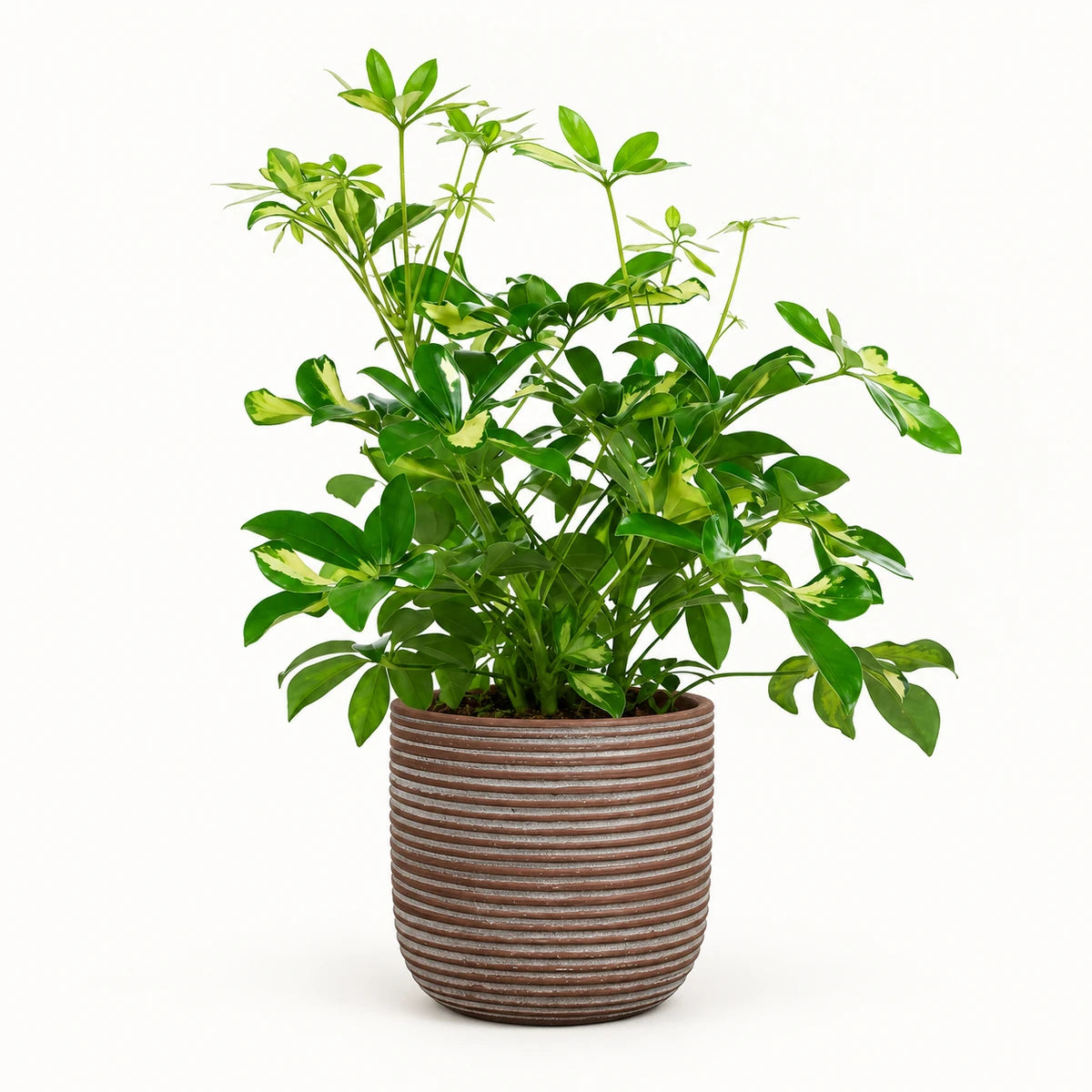Schefflera 'Gerda' branched 13cm + Samuel brown 14cm (1176186)