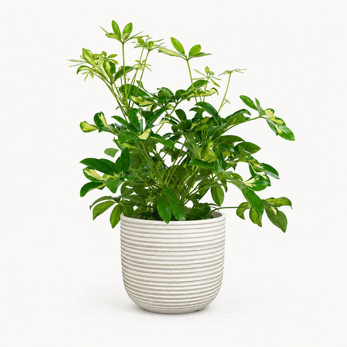 Schefflera 'Gerda' branched 13cm + Samuel white 14cm (1176174)
