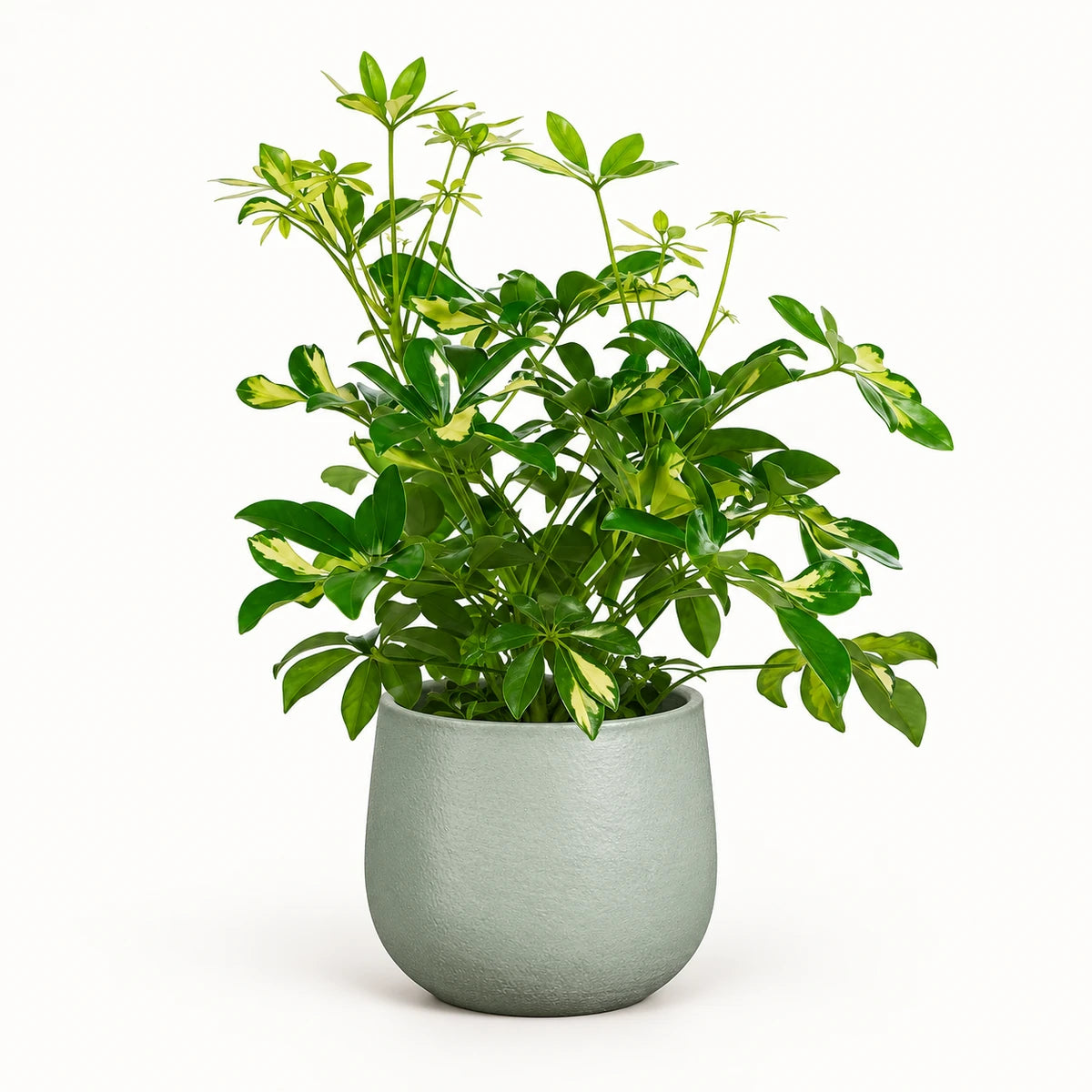 Schefflera 'Gerda' branched 13cm + Sevilla grey 13.5cm (1175802)