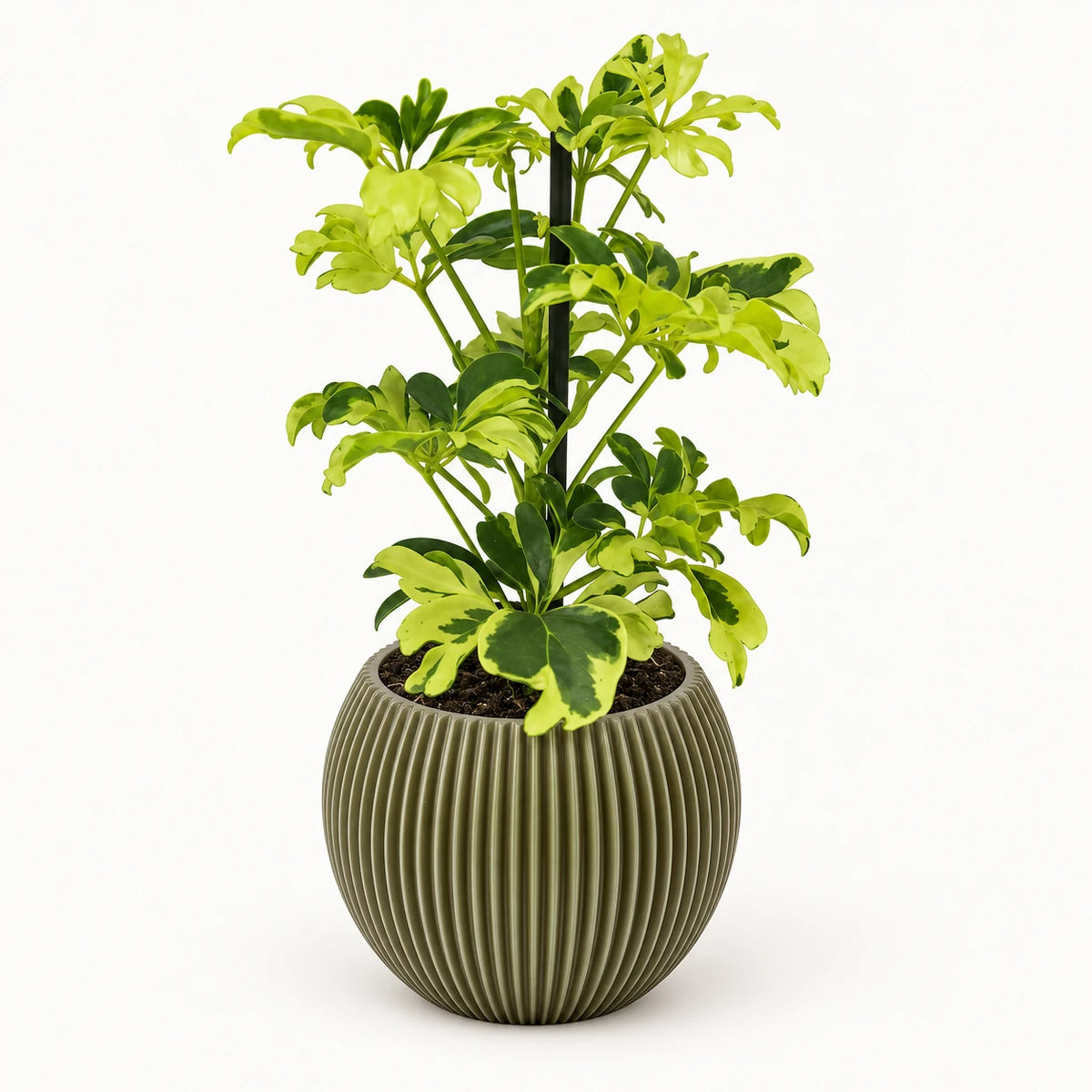Schefflera 'Janine' 9cm + Capi Vase ball groove green 13cm (BGVGN109)