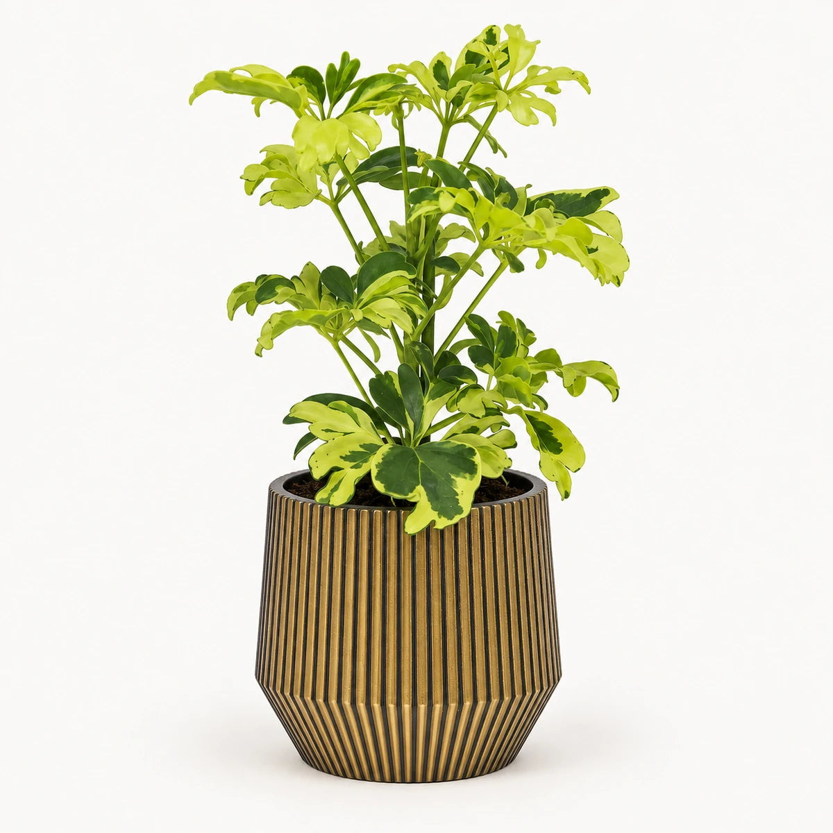 Schefflera 'Janine' 9cm + Capi Vase cylinder geo groove black-gold 13cm (BGVGB332)