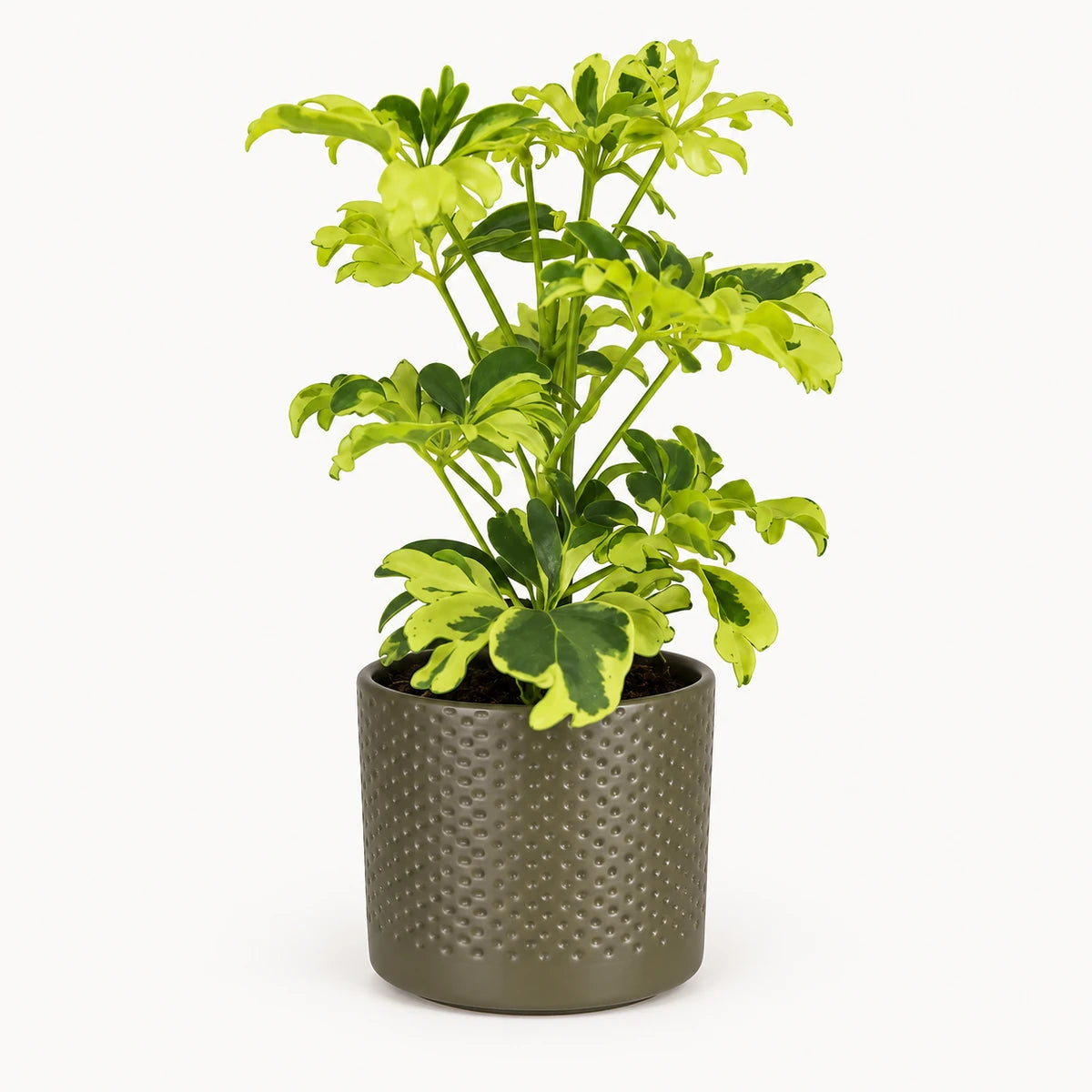 Schefflera 'Janine' 9cm + Era green relief 8.5cm (1096064)