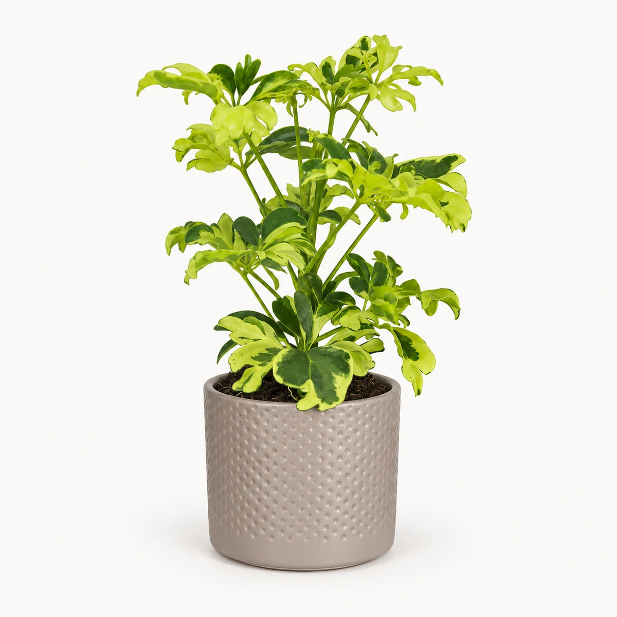 Schefflera 'Janine' 9cm + Era taupe relief 8.5cm (1096062)