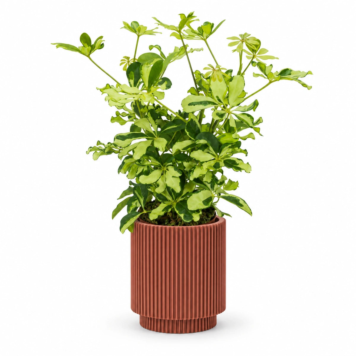 Schefflera 'Melanie' 13cm + Capi Vase cylinder groove merlot-red 15cm (BGVMR313)