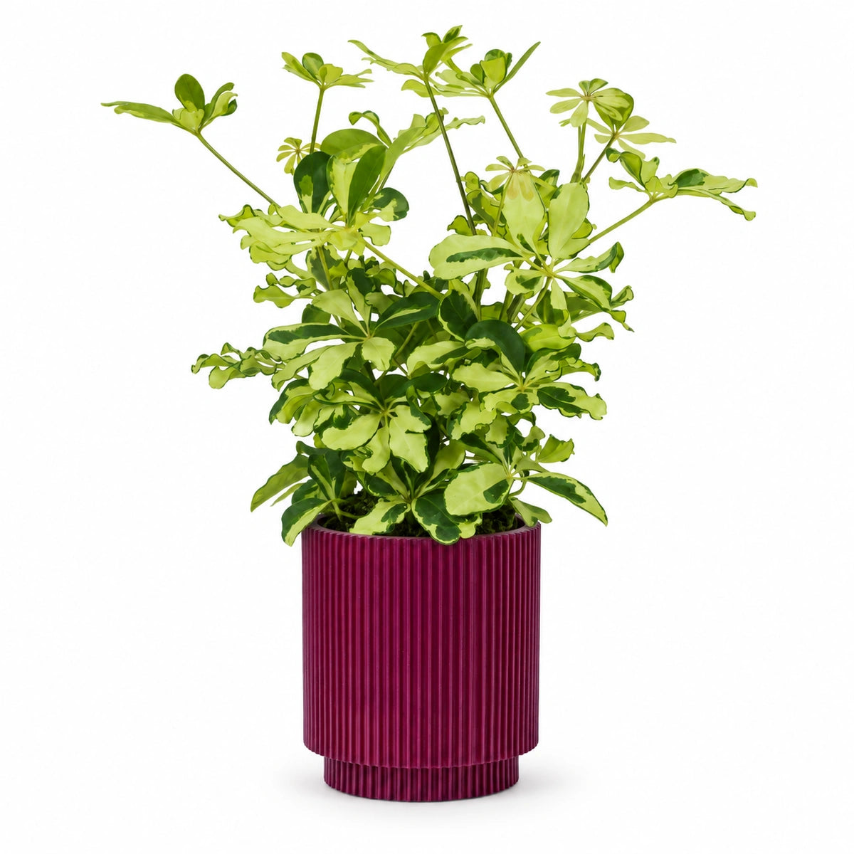 Schefflera 'Melanie' 13cm + Capi Vase cylinder groove purple 15cm (BGVP313)