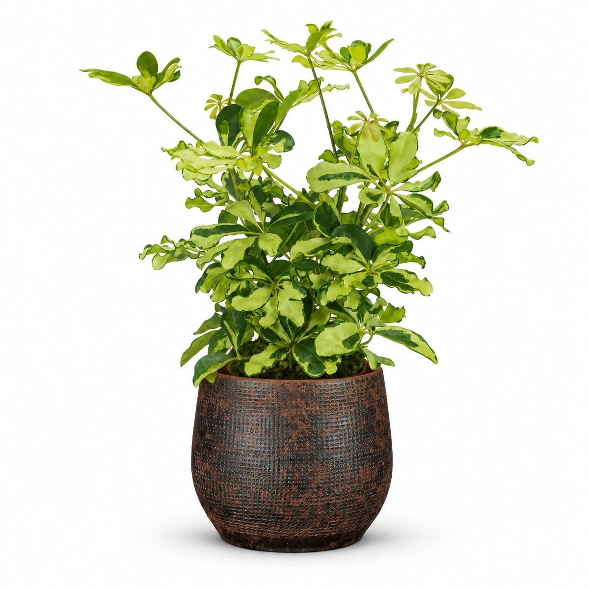 Schefflera 'Melanie' 13cm + Enrique brown 14cm (1157585)