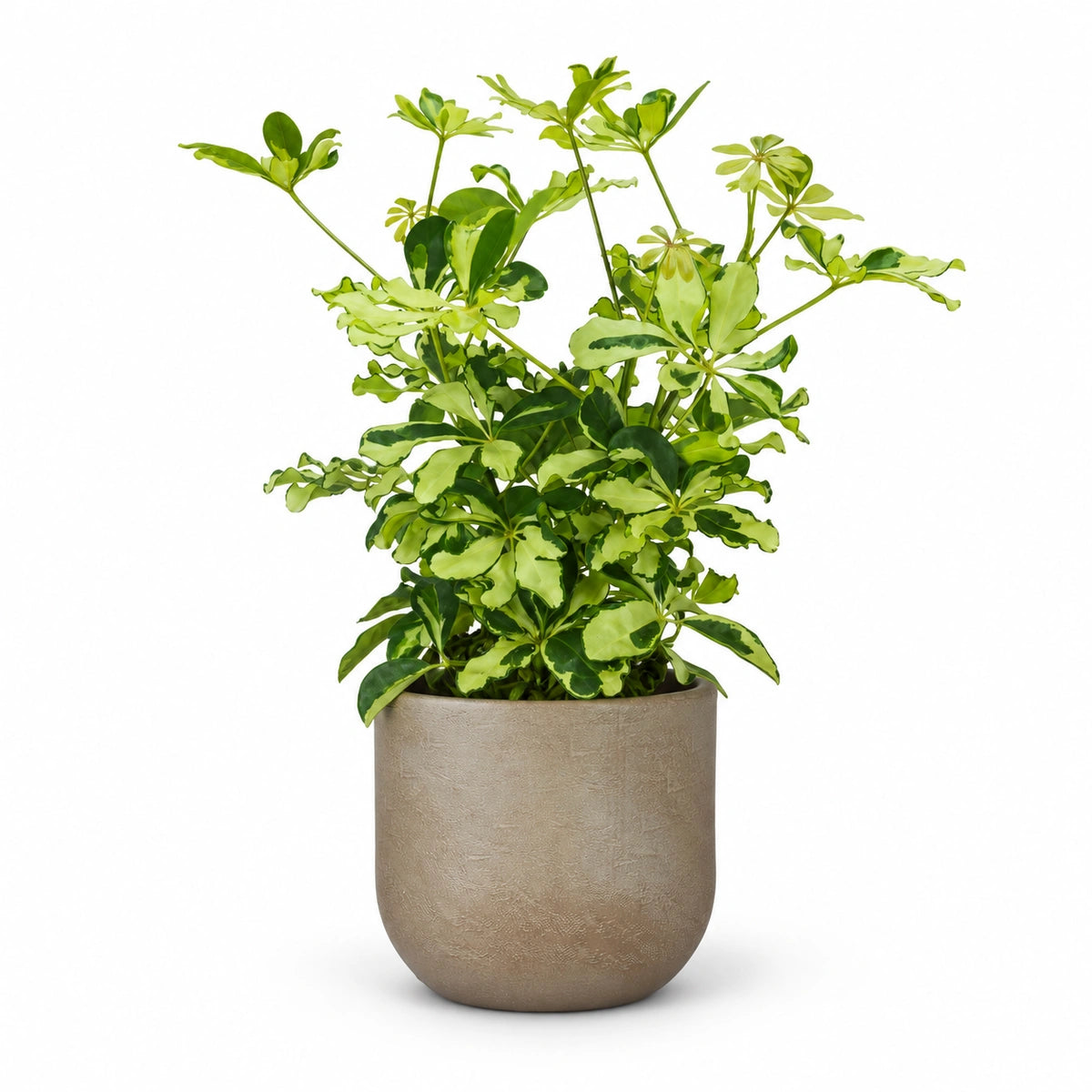 Schefflera 'Melanie' 13cm + Nora taupe 14cm (1074613)