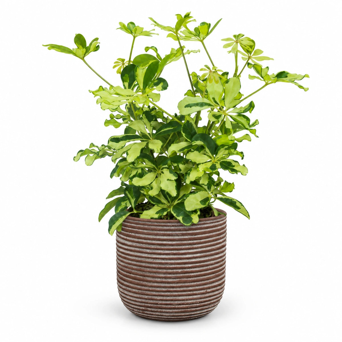 Schefflera 'Melanie' 13cm + Samuel brown 14cm (1176186)