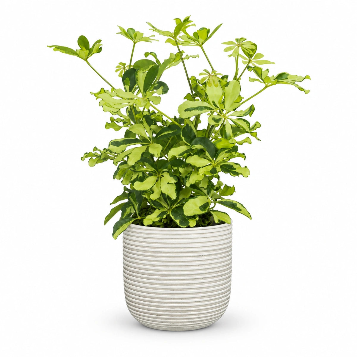 Schefflera 'Melanie' 13cm + Samuel white 14cm (1176174)