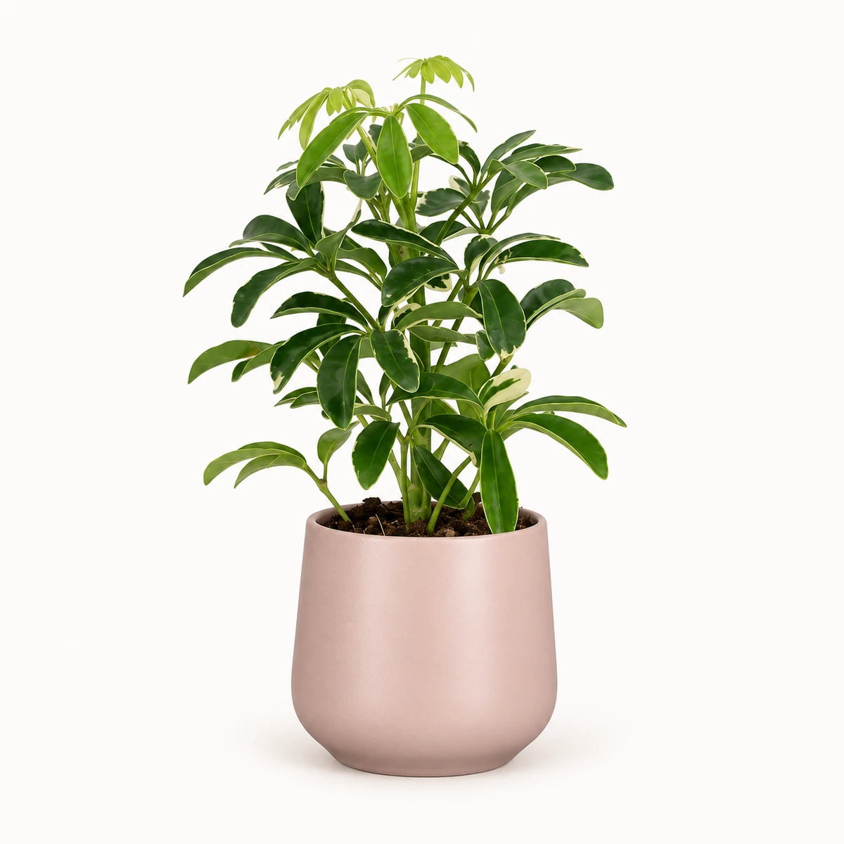 Schefflera 'moondrop' 8.5cm + Amber l. pink matt 8.5cm (1094376)