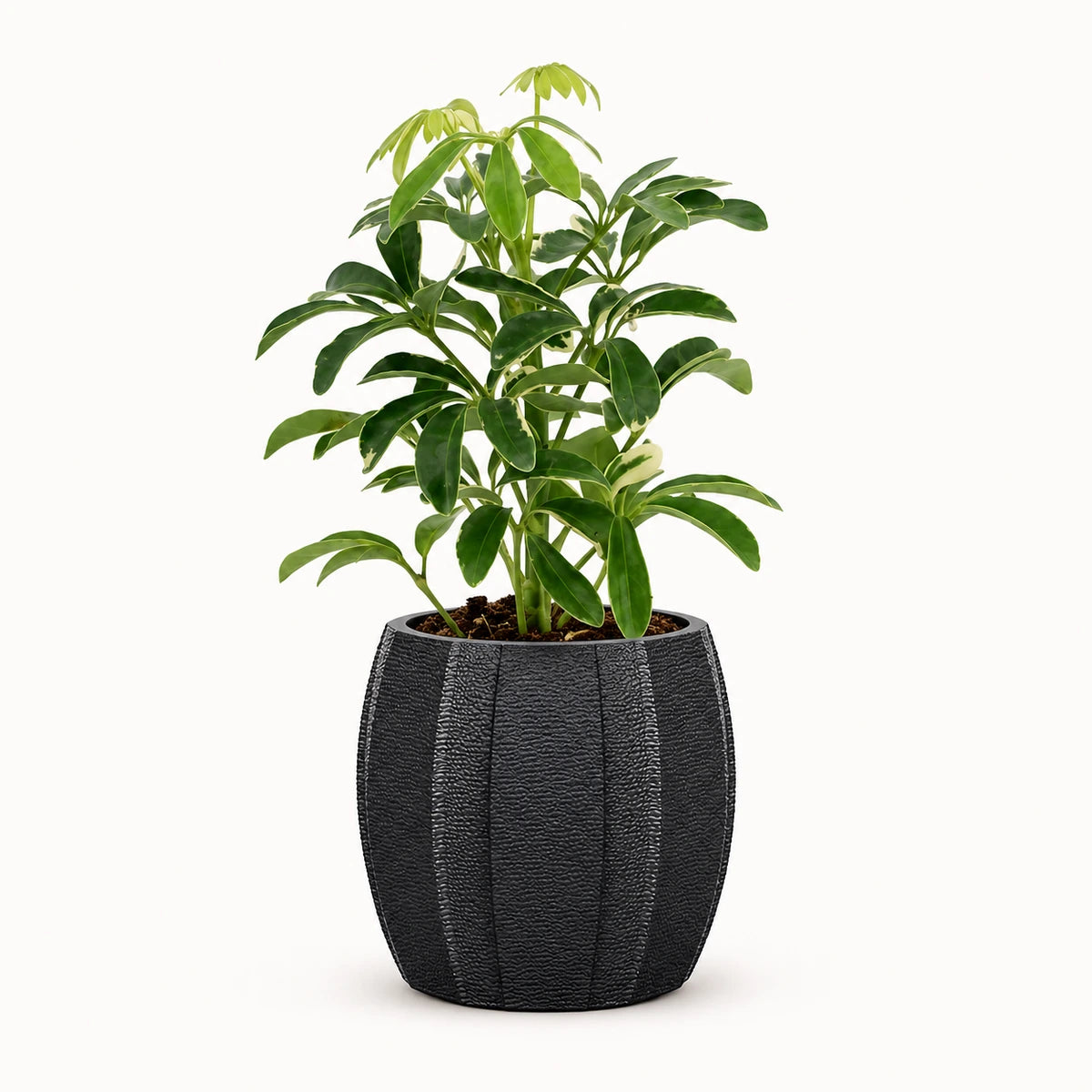 Schefflera 'moondrop' 8.5cm + Capi elegant wide arc anthracite 12cm (BARA292)