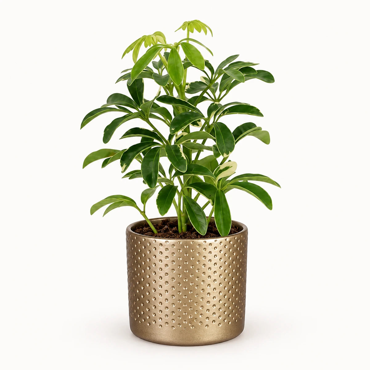 Schefflera 'moondrop' 8.5cm + Era gold relief 8.5cm (1096073)
