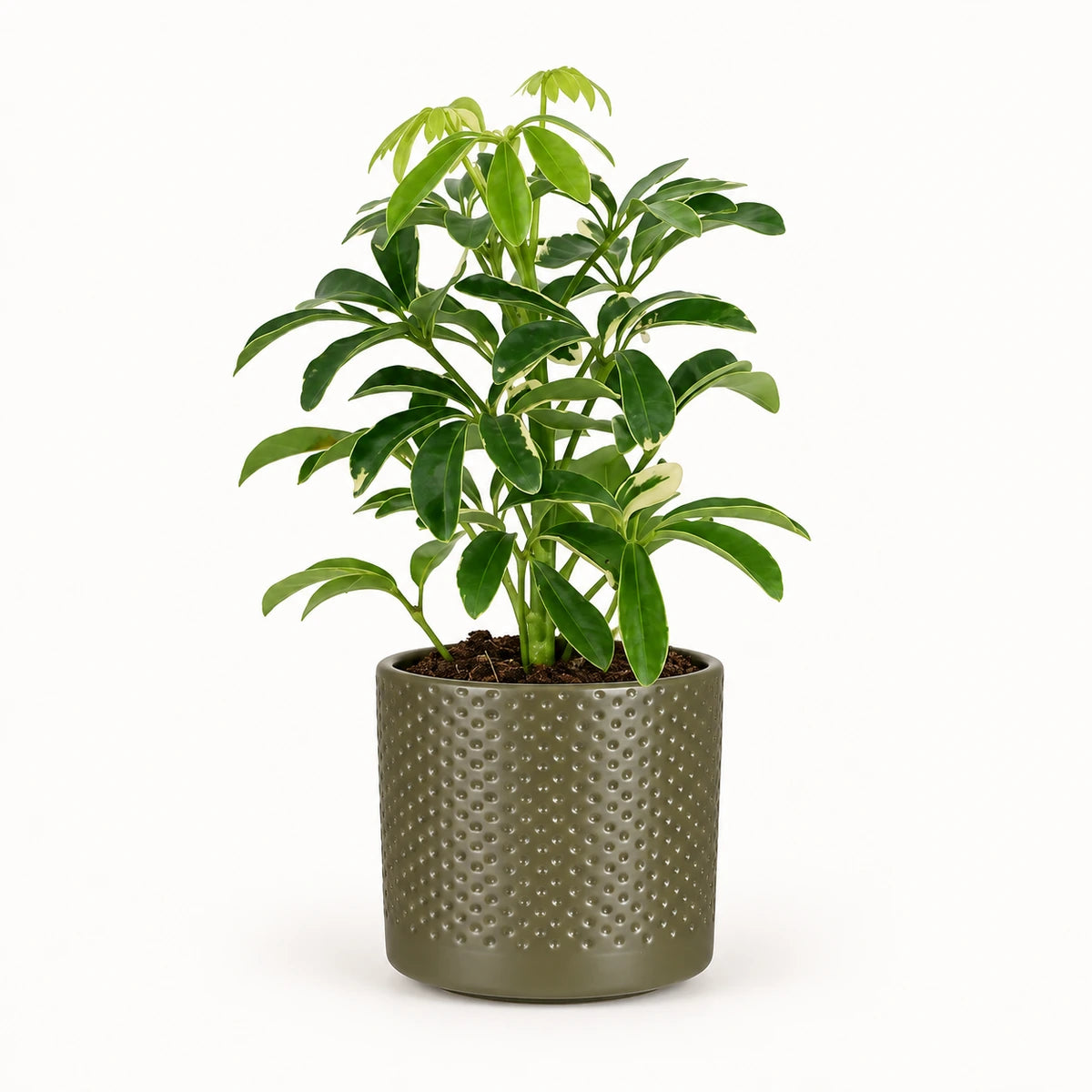 Schefflera 'moondrop' 8.5cm + Era green relief 8.5cm (1096064)