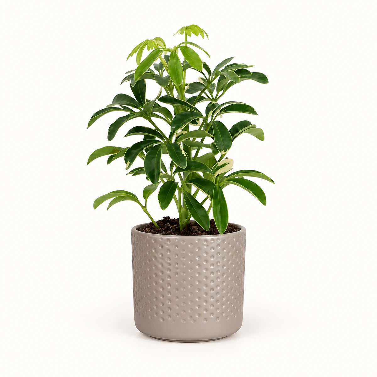 Schefflera 'moondrop' 8.5cm + Era taupe relief 8.5cm (1096062)