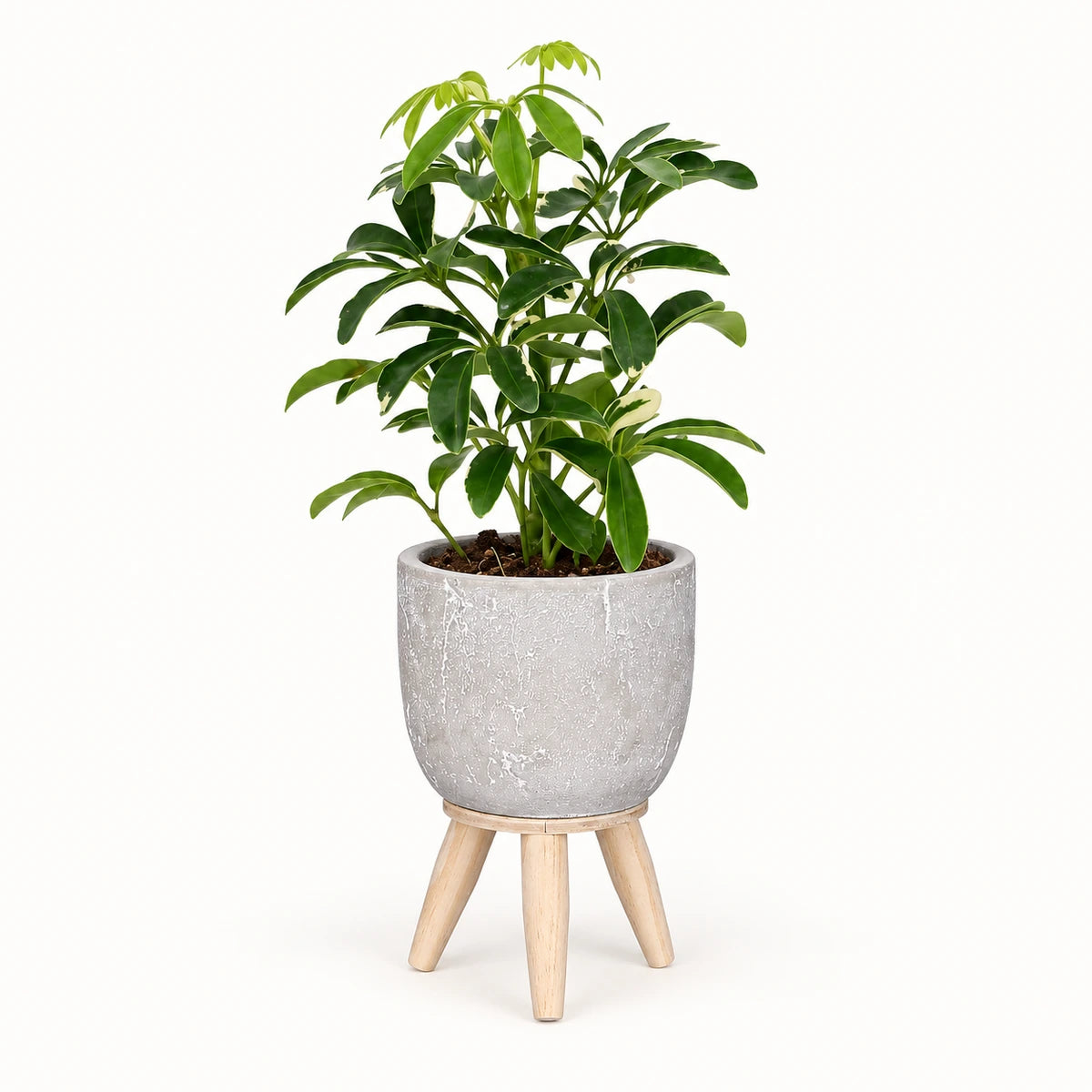 Schefflera 'moondrop' 8.5cm + Jimmy on stand l.grey 10.5cm (1095042)