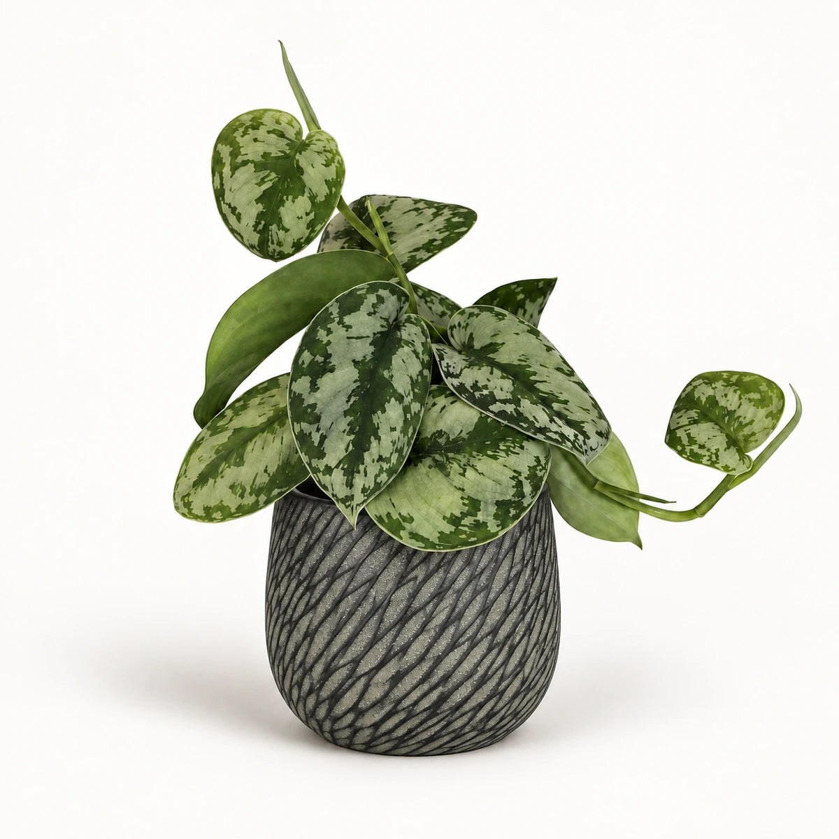 Scindapsus pictus 'trebie' 12cm + Elio anthracite 12.5cm (1163962)