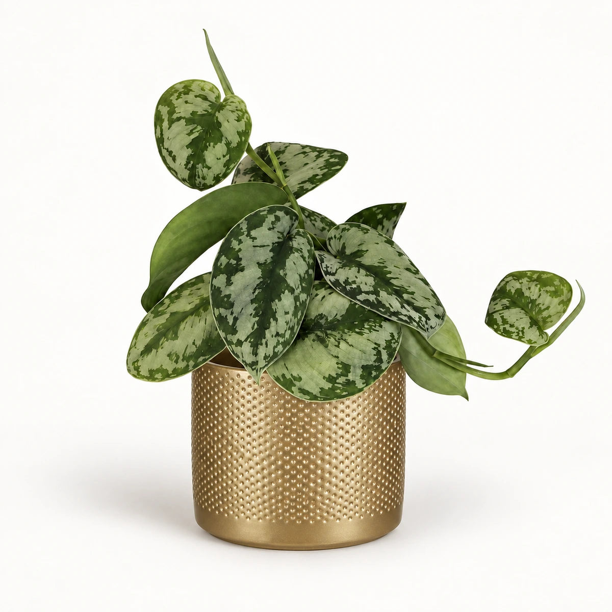 Scindapsus pictus 'trebie' 12cm + Era gold relief 14cm (1059868)