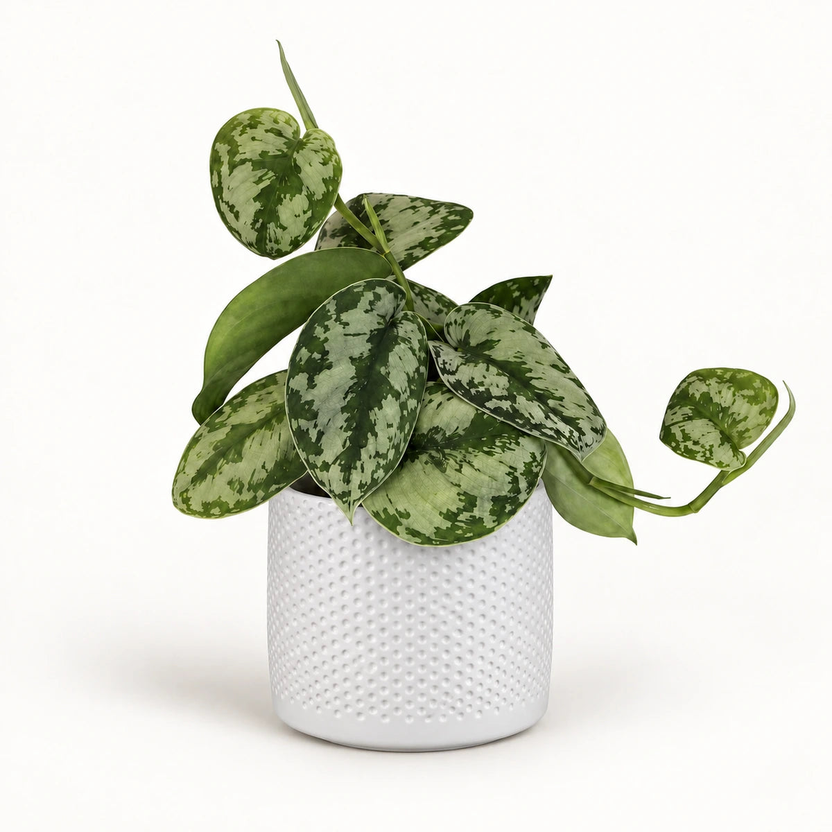 Scindapsus pictus 'trebie' 12cm + Era white relief 14cm (1051623)