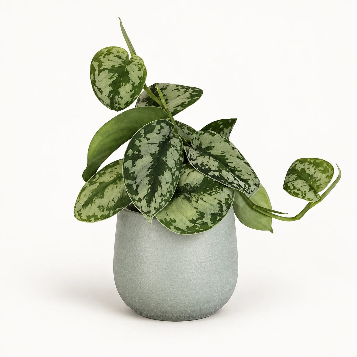 Scindapsus pictus 'trebie' 12cm + Sevilla grey 12.5cm (1175801)