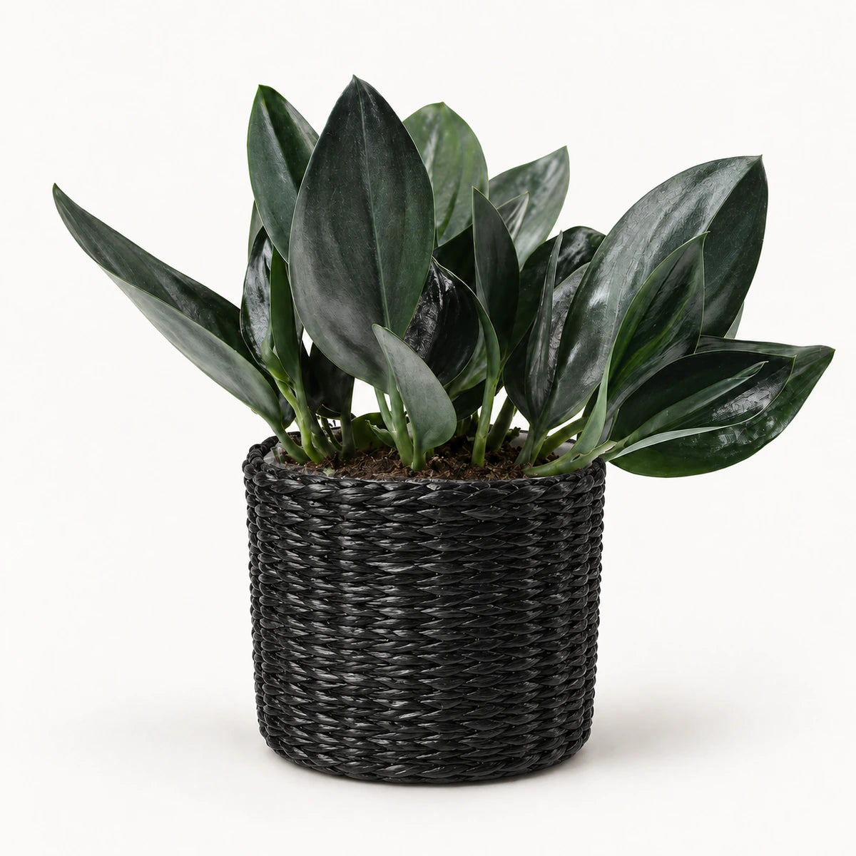 Scindapsus treubii 'Dark Form' 12cm + Alexis black 13cm (1102736) — 3