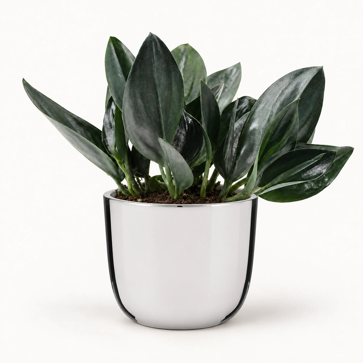 Scindapsus treubii 'Dark Form' 12cm + Chaz silver 13.5cm (116701)