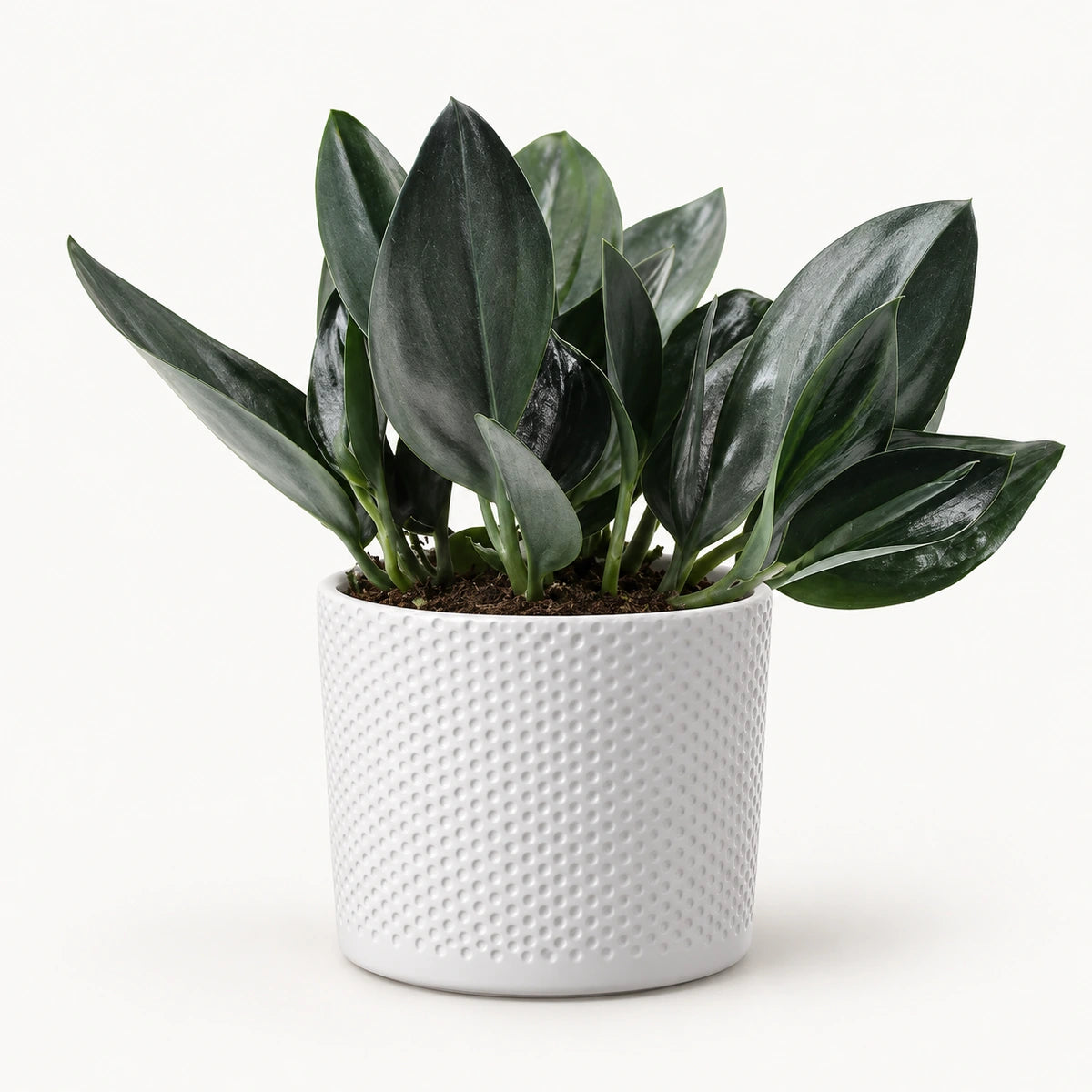 Scindapsus treubii 'Dark Form' 12cm + Era white relief 14cm (1051623)