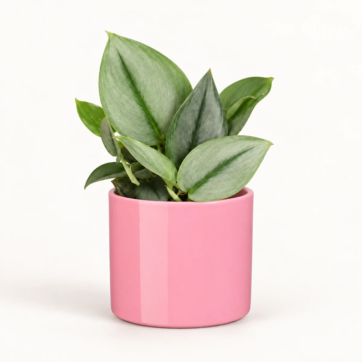Scindapsus treubii 'Moonlight' 12cm + Era pink 12cm (1135539)