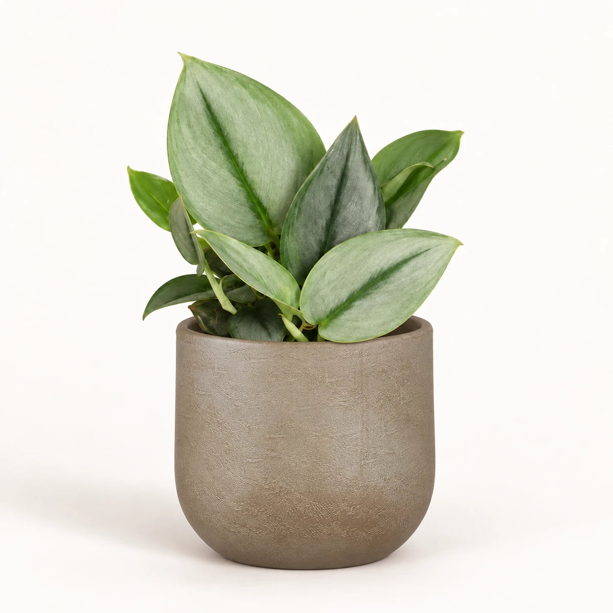 Scindapsus treubii 'Moonlight' 12cm + Nora taupe 14cm (1074613)