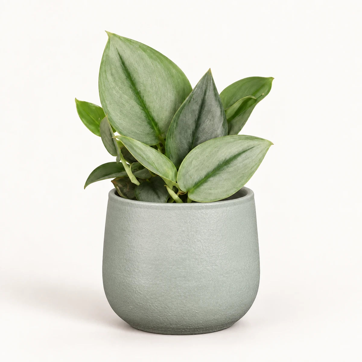 Scindapsus treubii 'Moonlight' 12cm + Sevilla grey 12.5cm (1175801)