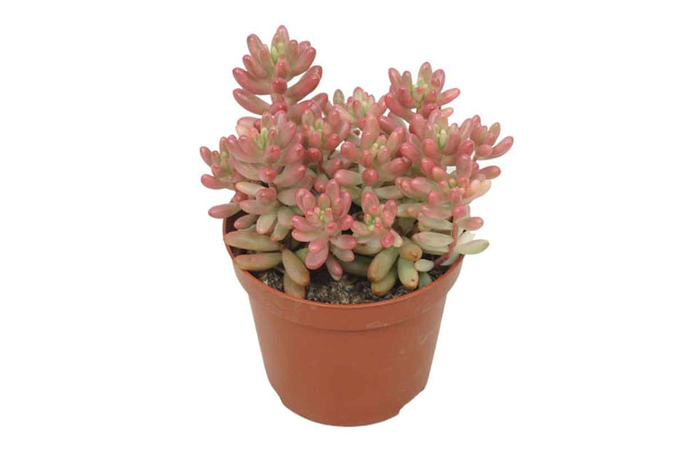 Sedum 'aurora' 8.5cm