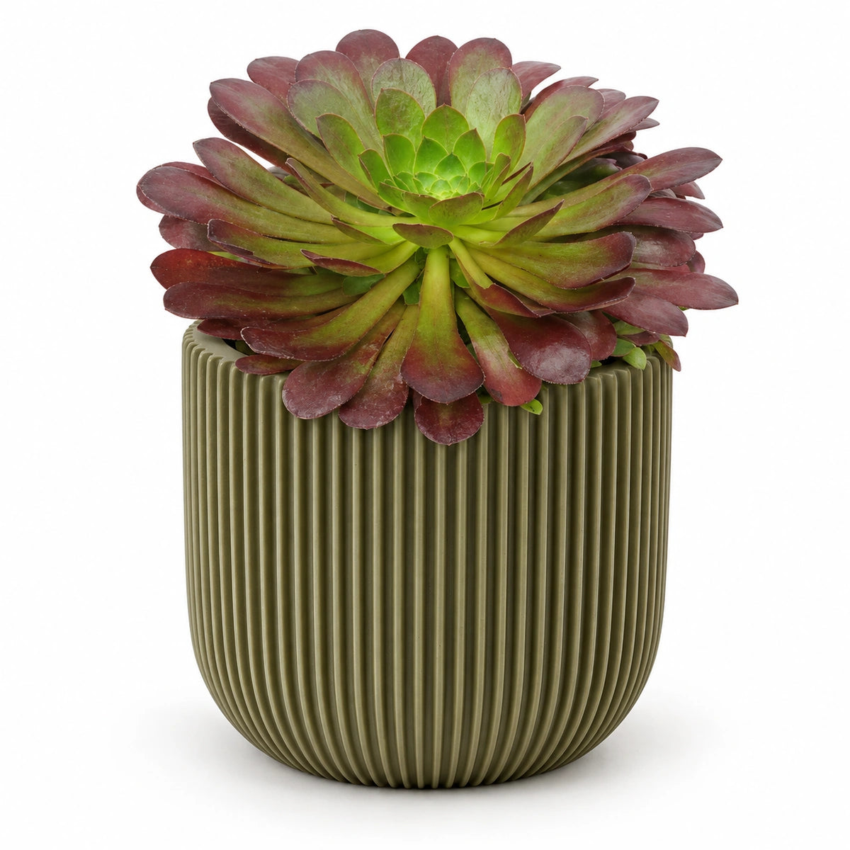 Semponium 'Sienna'® 15cm + Capi Planter ball groove green 17cm (BGVGN133)